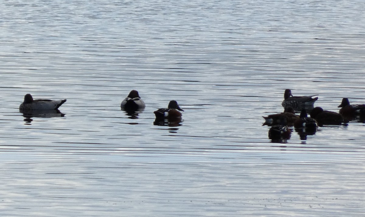 Australasian Shoveler - ML606750881