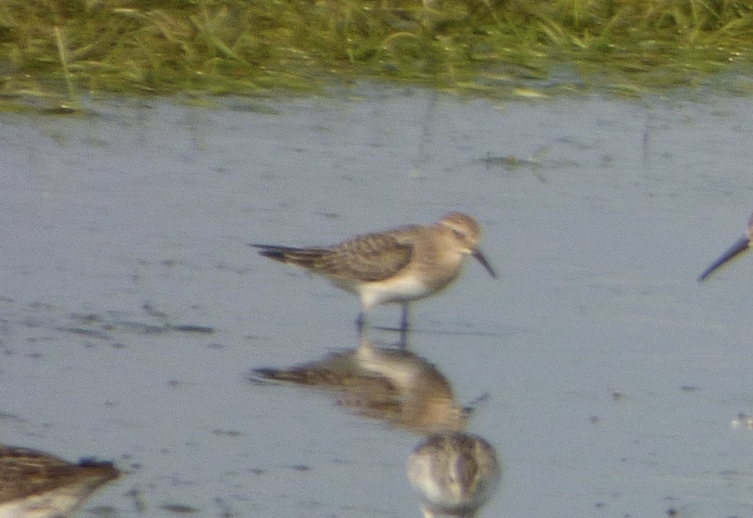 Baird's Sandpiper - ML606751191