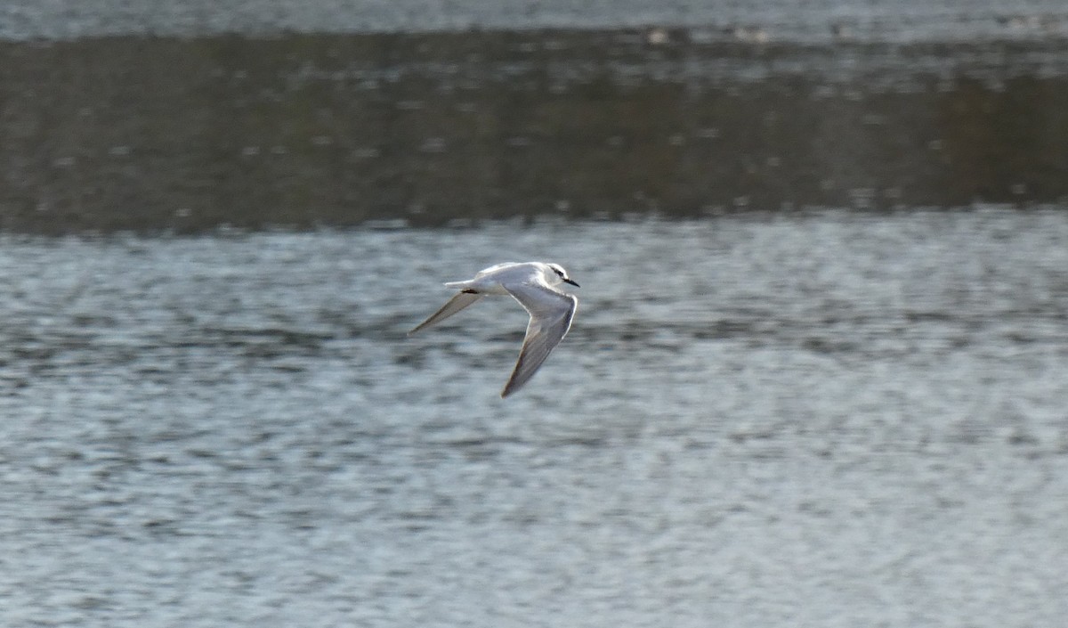 Цагаан шанаат хараалай - ML606751301