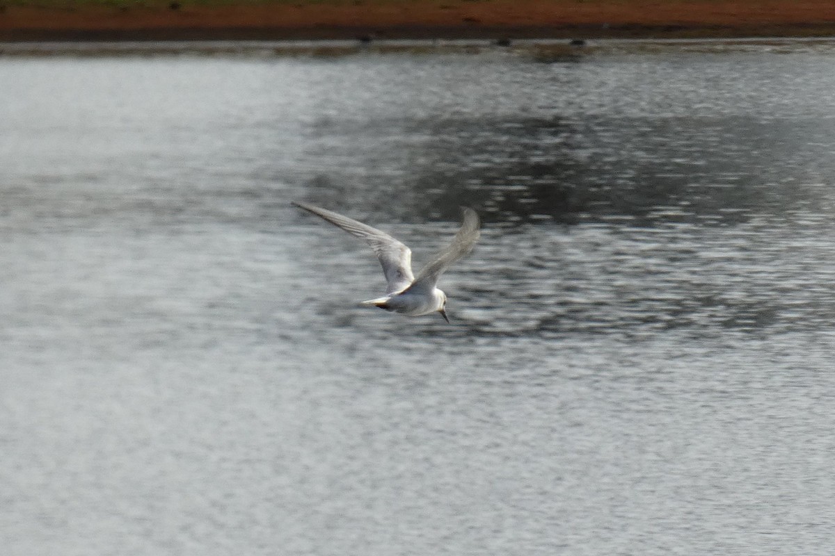 Цагаан шанаат хараалай - ML606751311