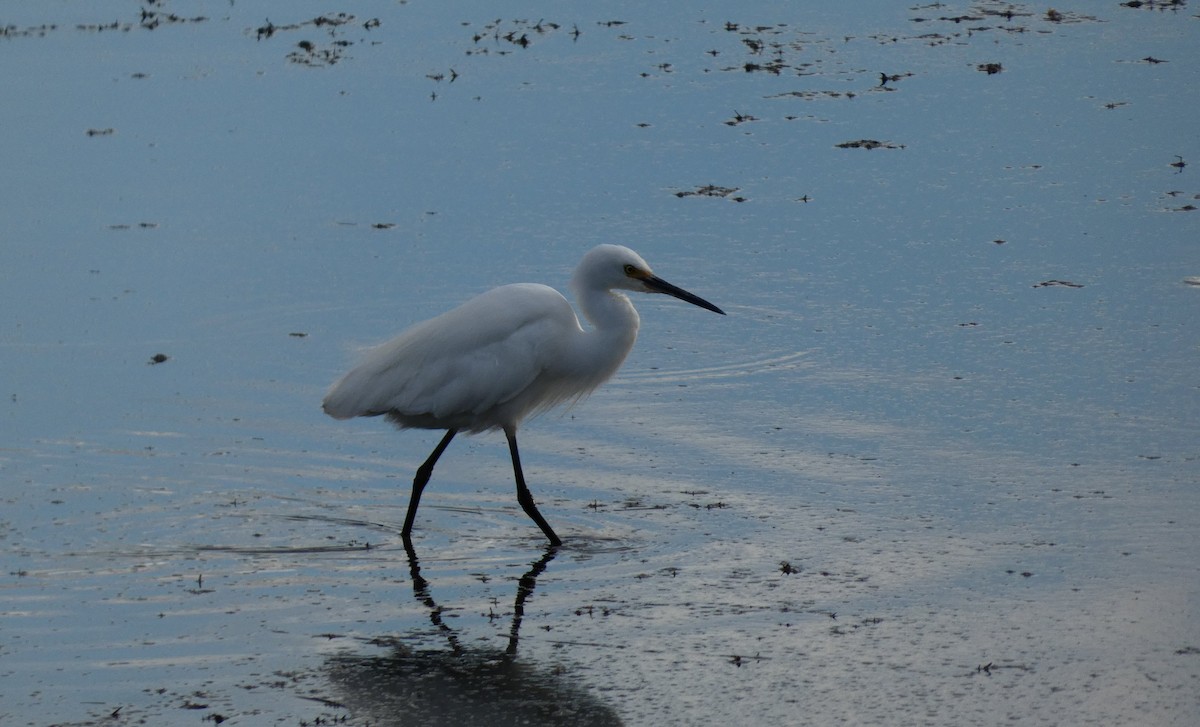 Хурган дэглий - ML606751431