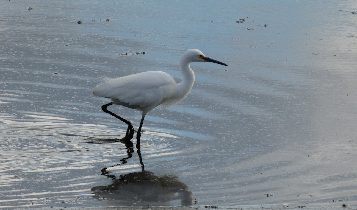 Хурган дэглий - ML606751441