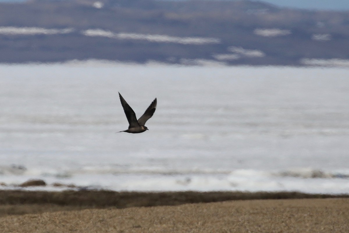 Parasitic Jaeger - ML60675191