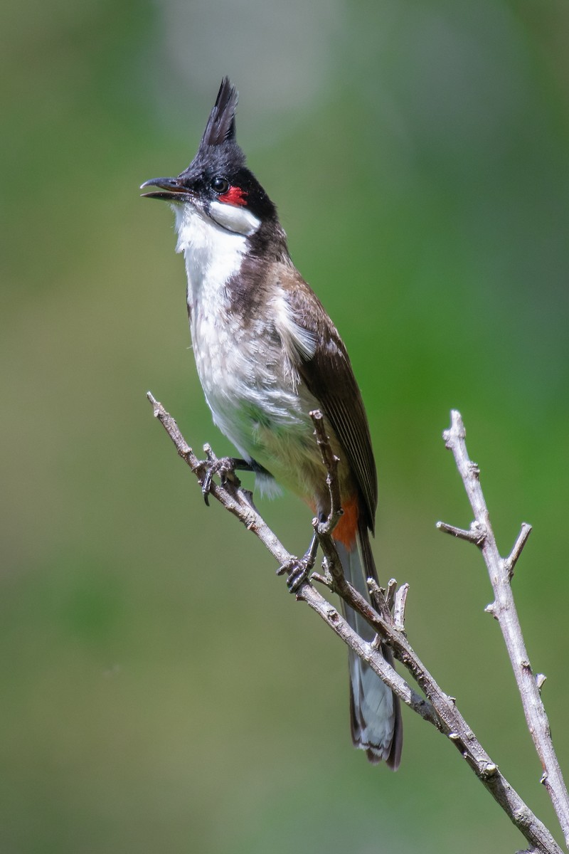 Red-whiskered Bulbul - ML606752121