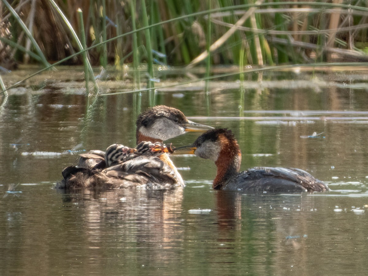 Red-necked Grebe - ML606752671
