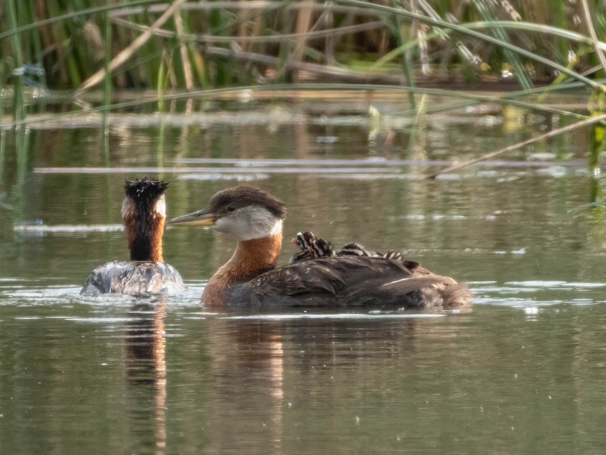 Red-necked Grebe - ML606752681