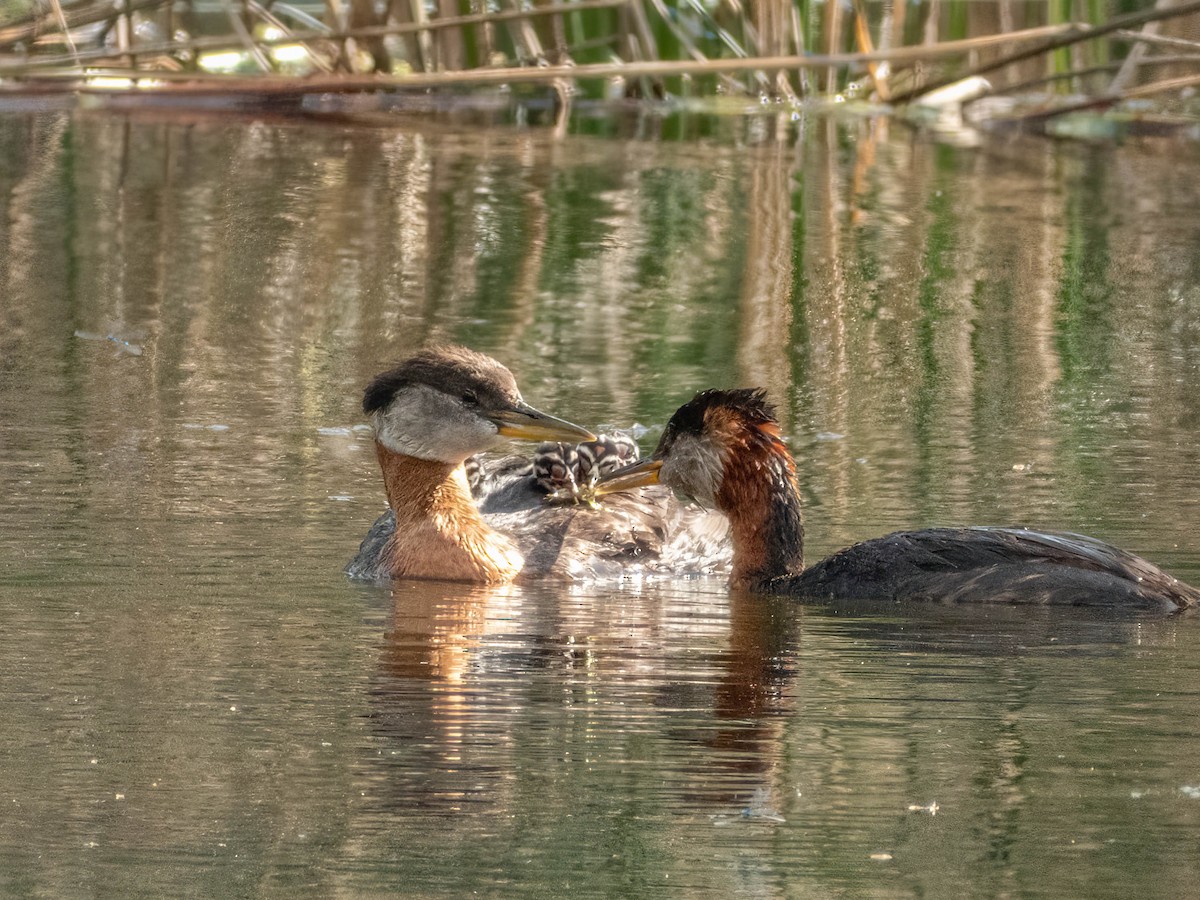 Red-necked Grebe - ML606752691