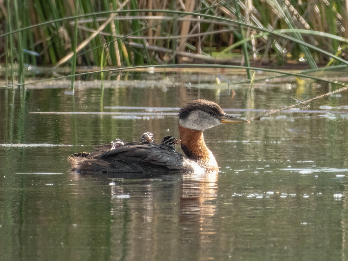 Red-necked Grebe - ML606752701