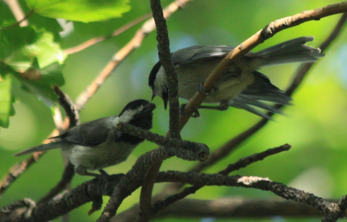 Mésange de Caroline - ML60675421