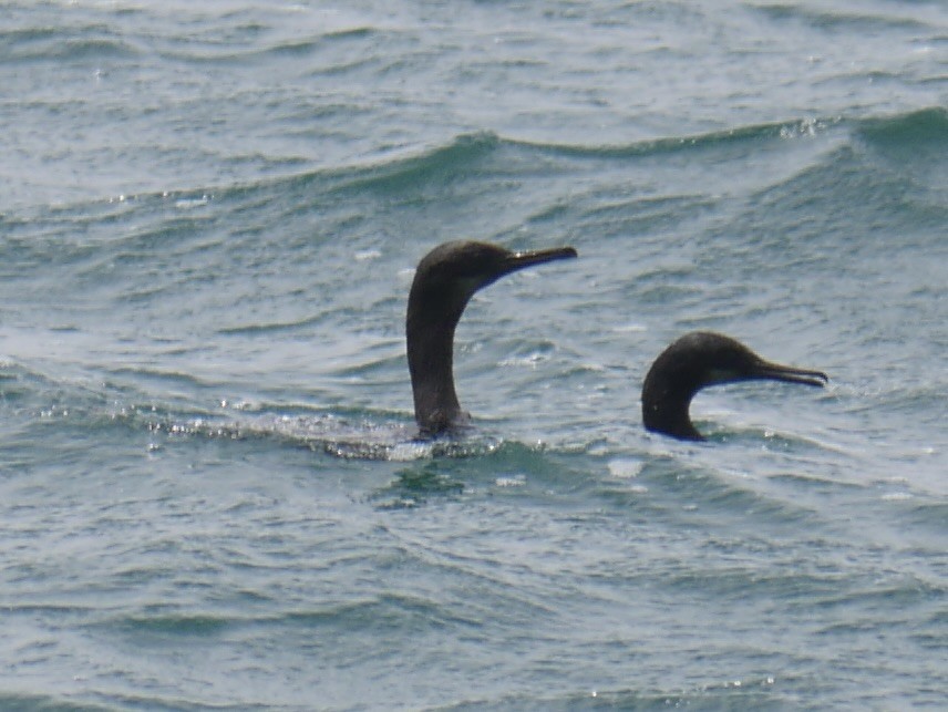 Brandt's Cormorant - Richard Hasegawa