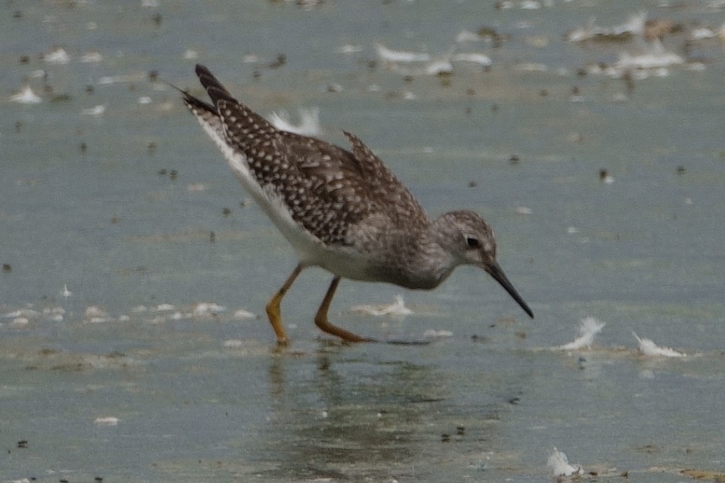 Lesser Yellowlegs - Anonymous User