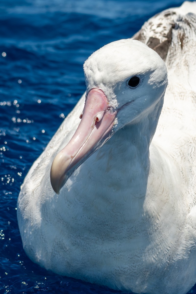 Albatros hurleur, A. de Tristan da Cunha ou A. des Antipodes - ML606755631