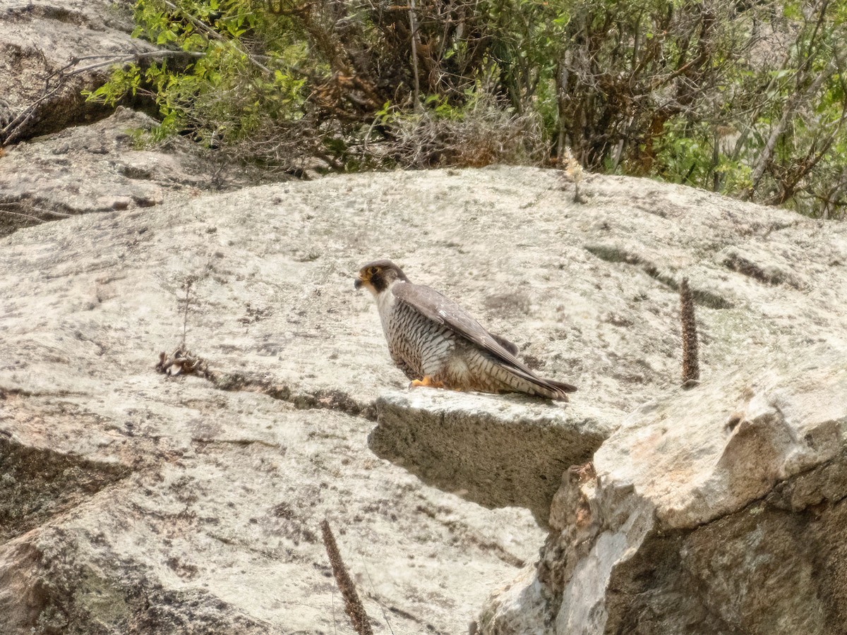 Peregrine Falcon - ML606755641