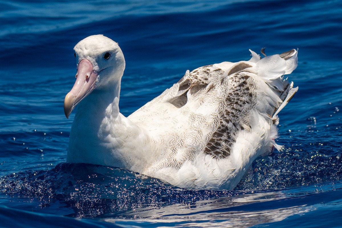 Albatros hurleur, A. de Tristan da Cunha ou A. des Antipodes - ML606755651