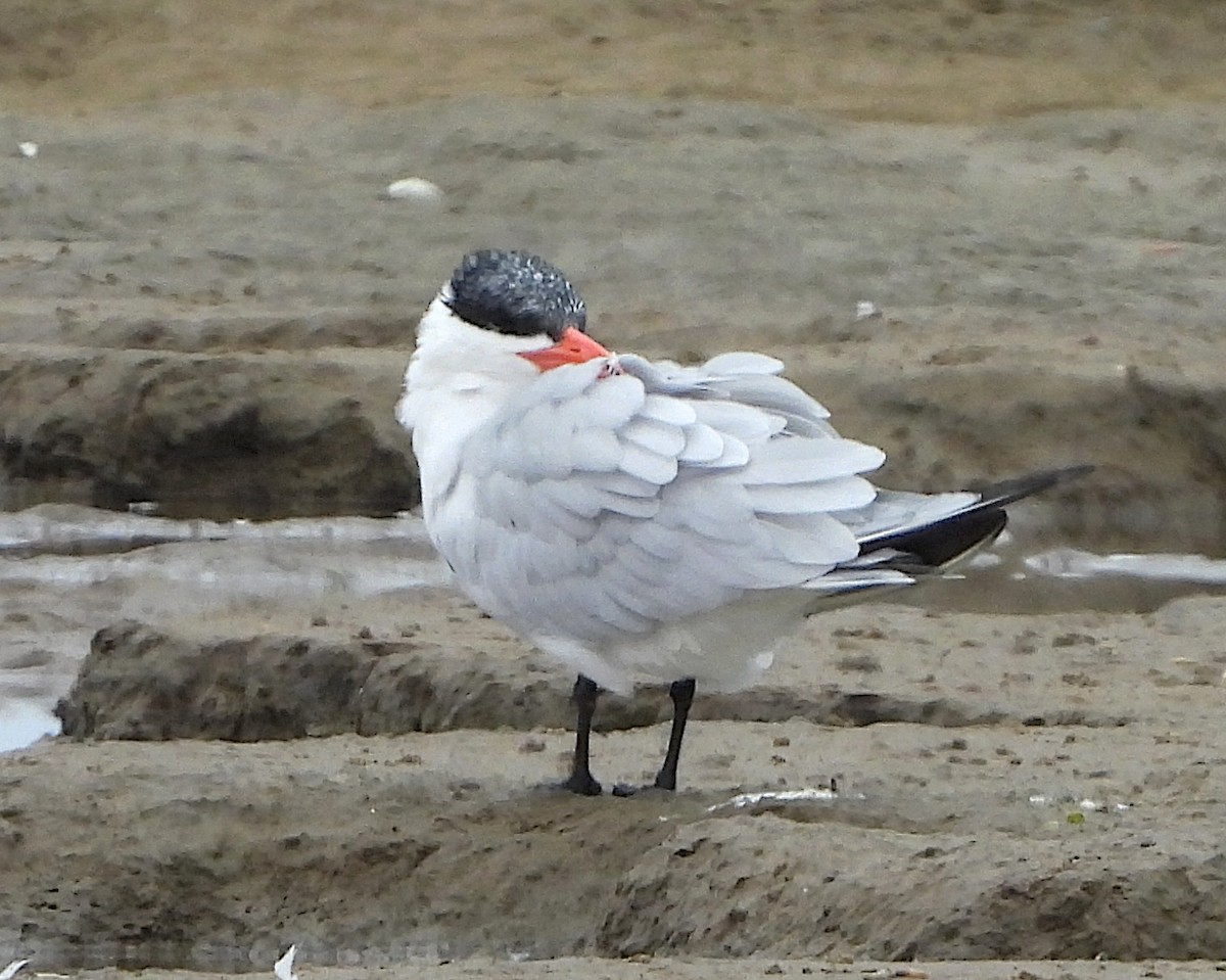 Caspian Tern - ML606758991