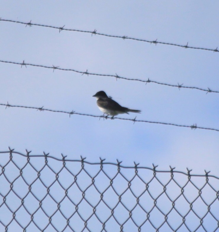 Eastern Kingbird - ML60676011