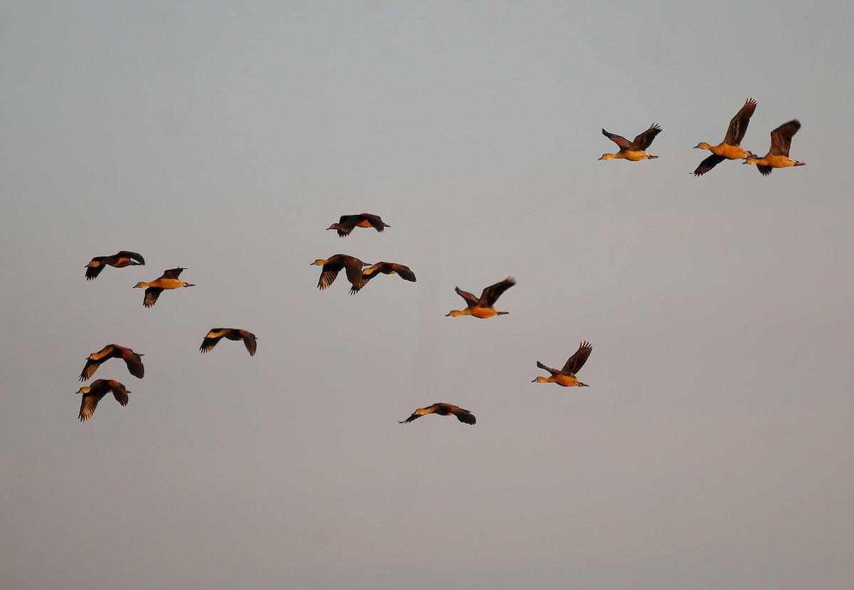 Lesser Whistling-Duck - ML606761531