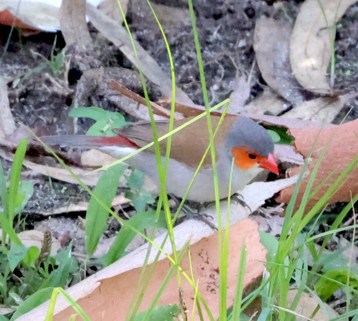 Orange-cheeked Waxbill - ML606762291