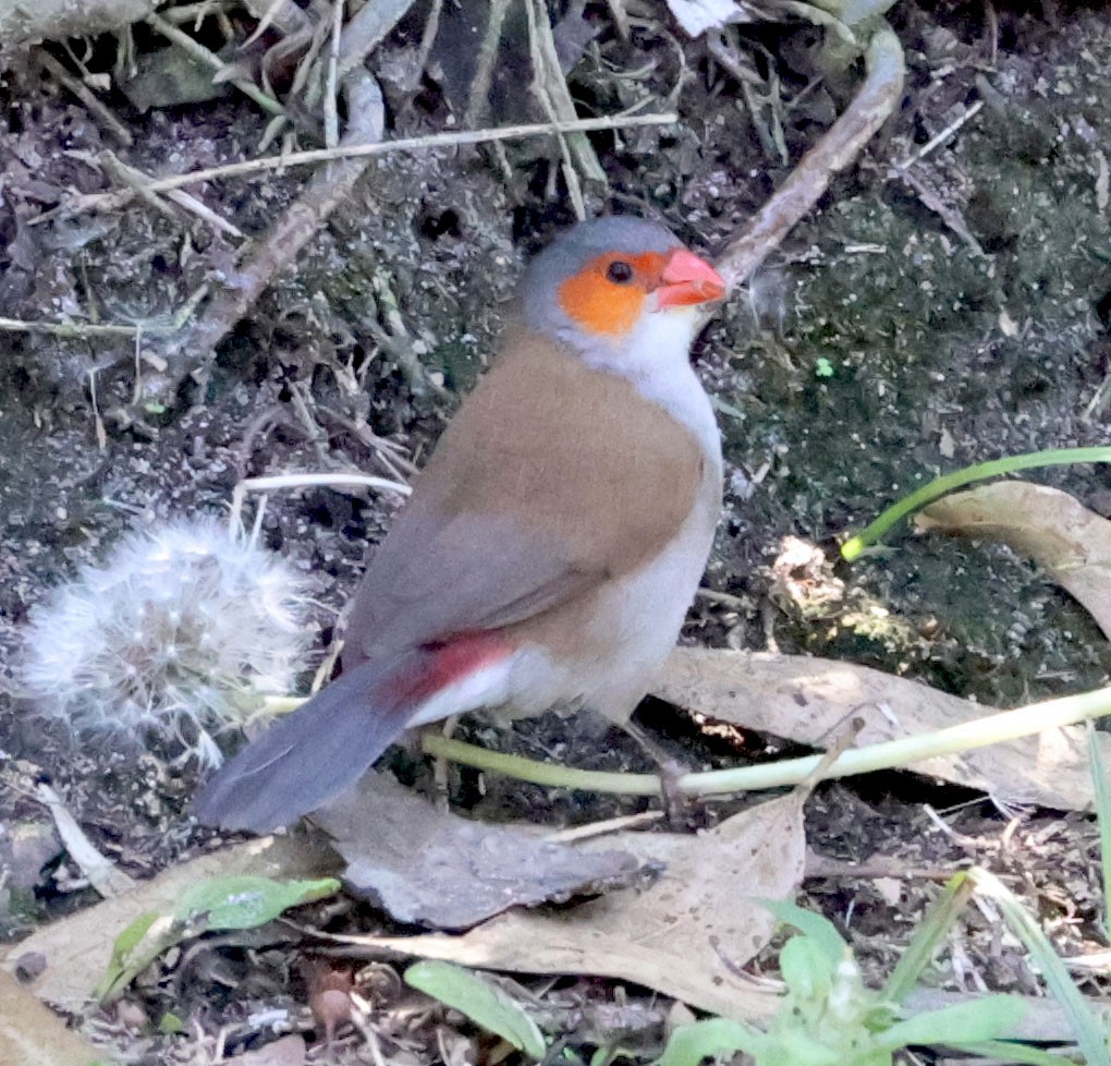 Orange-cheeked Waxbill - ML606762301