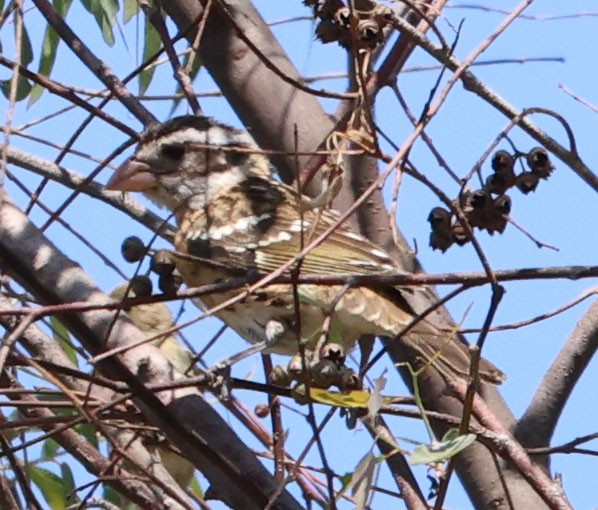 Rose-breasted Grosbeak - ML606762321