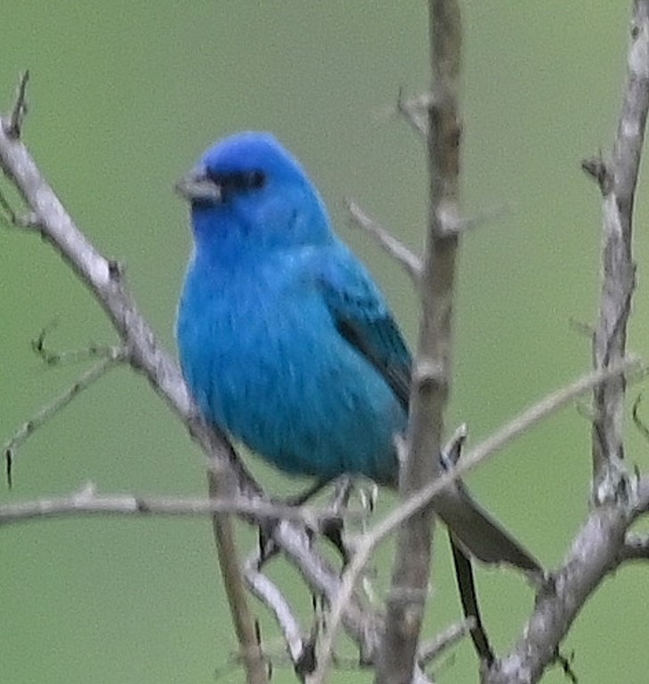 Indigo Bunting - ML606762961