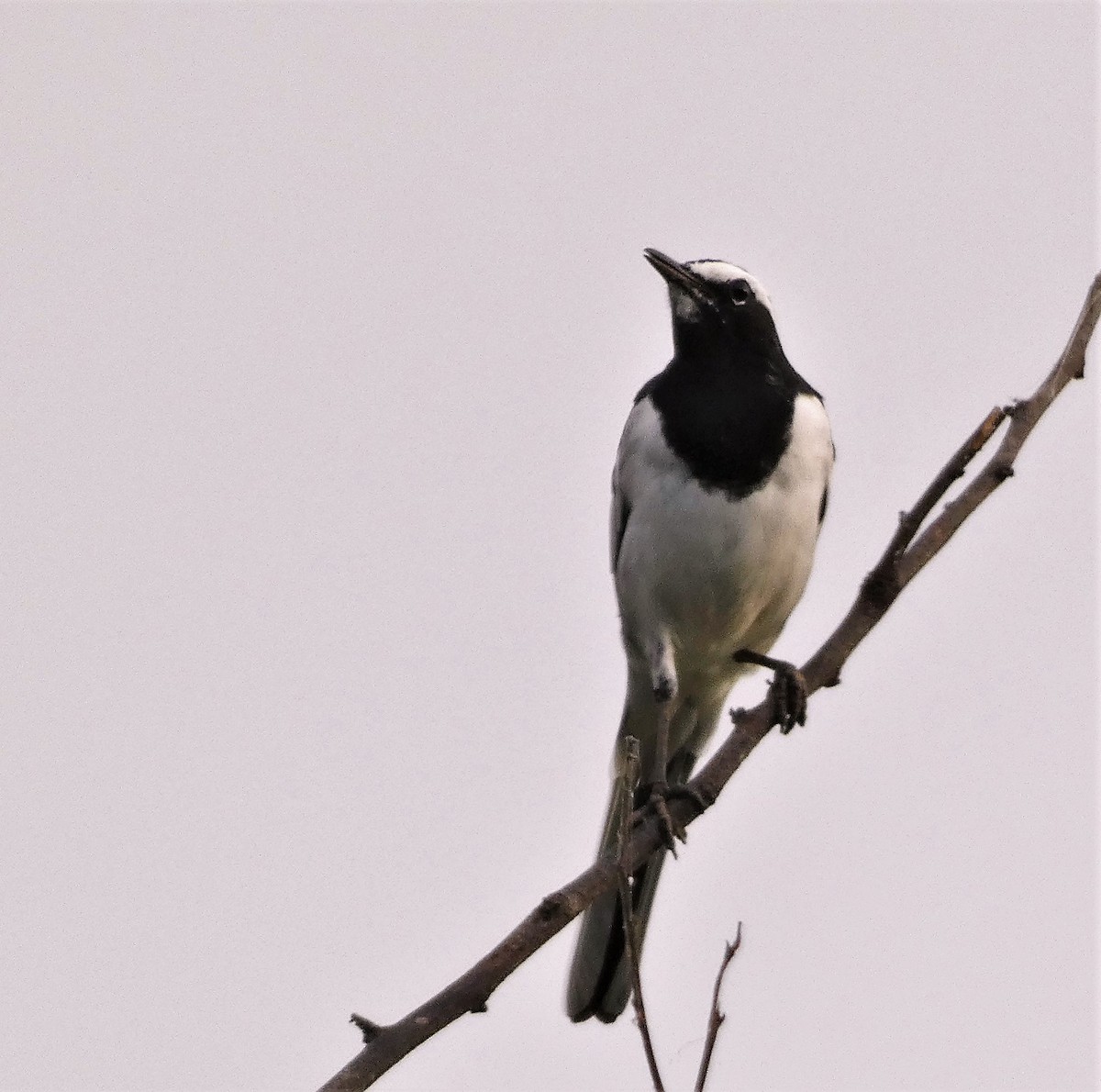 White-browed Wagtail - ML606763011