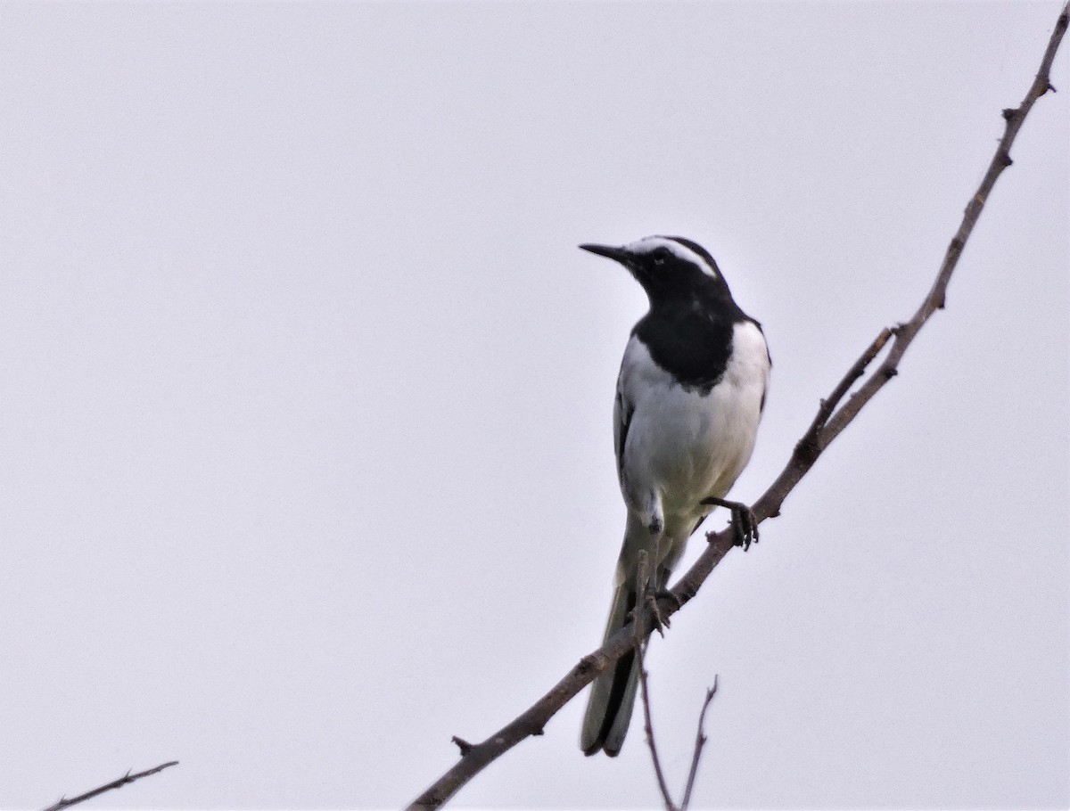White-browed Wagtail - ML606763051