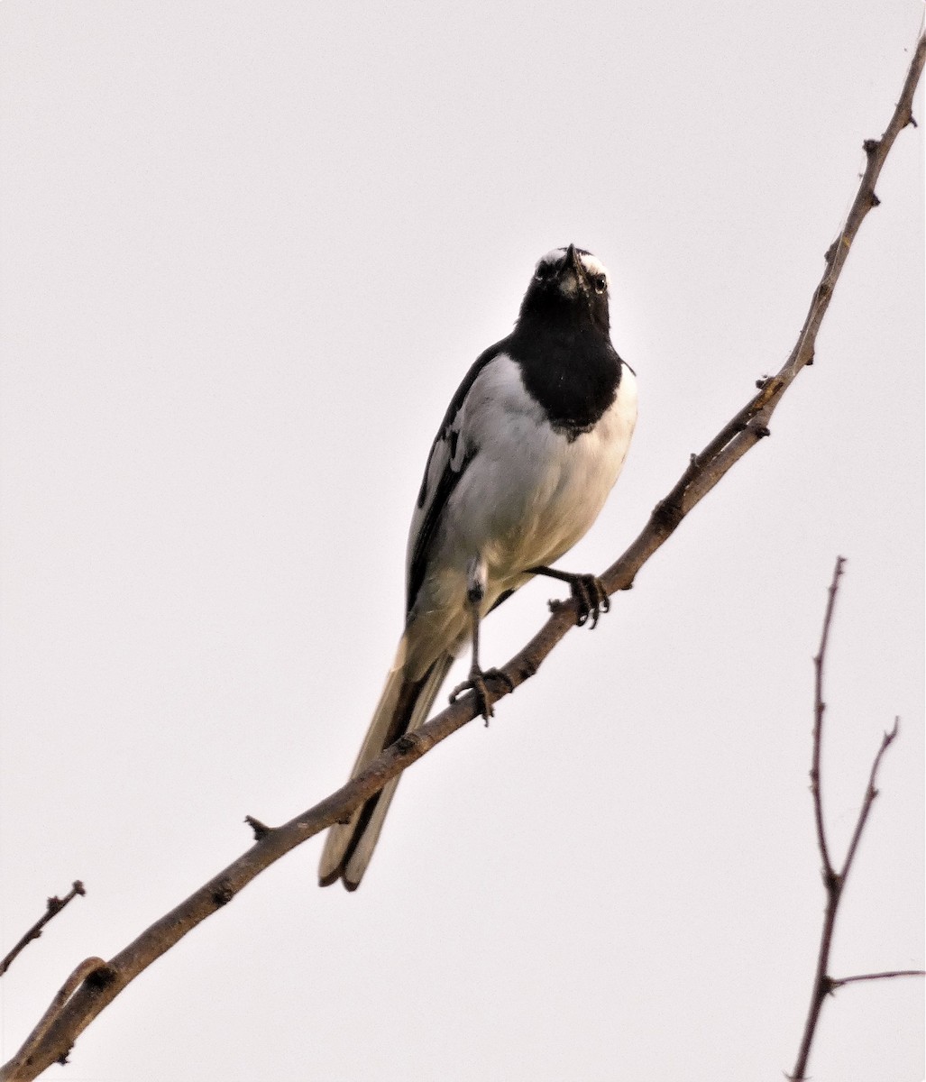 White-browed Wagtail - ML606763061