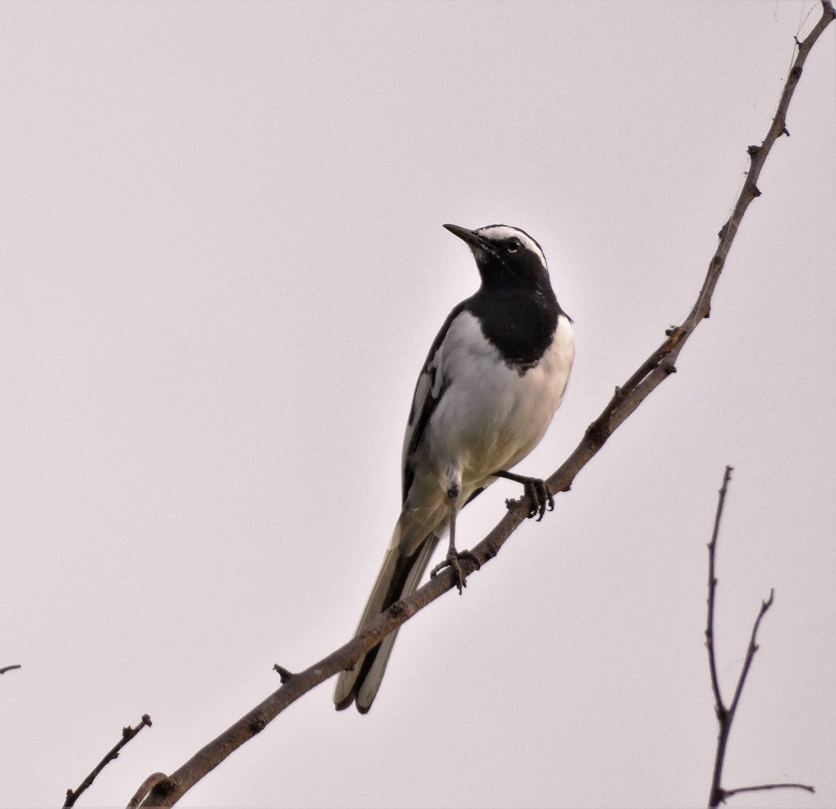 White-browed Wagtail - ML606763071
