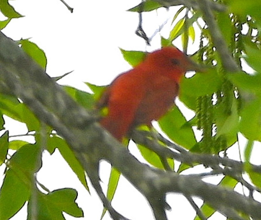 Piranga Roja - ML606763421