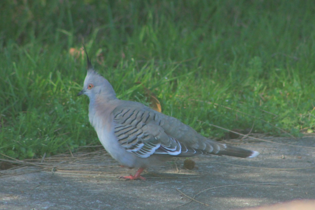 Crested Pigeon - ML606763641