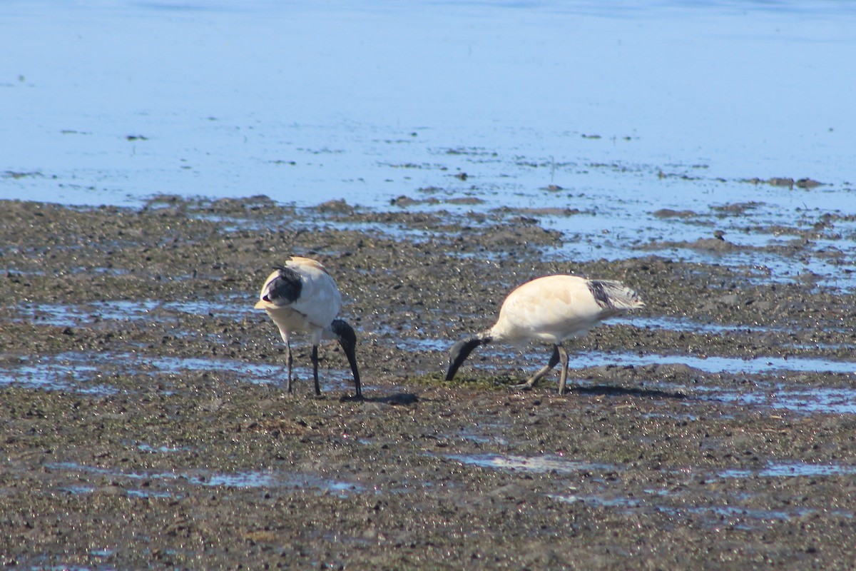 Australian Ibis - ML606763671