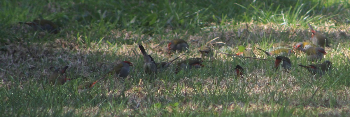 Red-browed Firetail - ML606763691