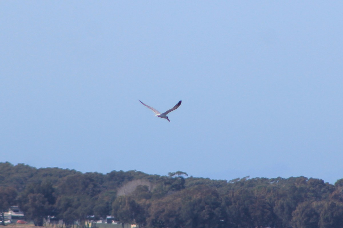 Caspian Tern - ML606763801