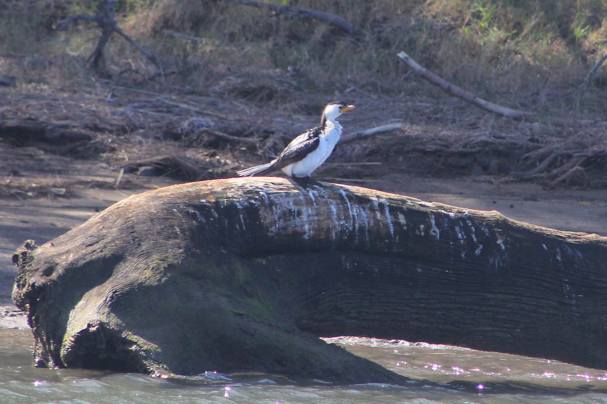 Little Pied Cormorant - ML606763811