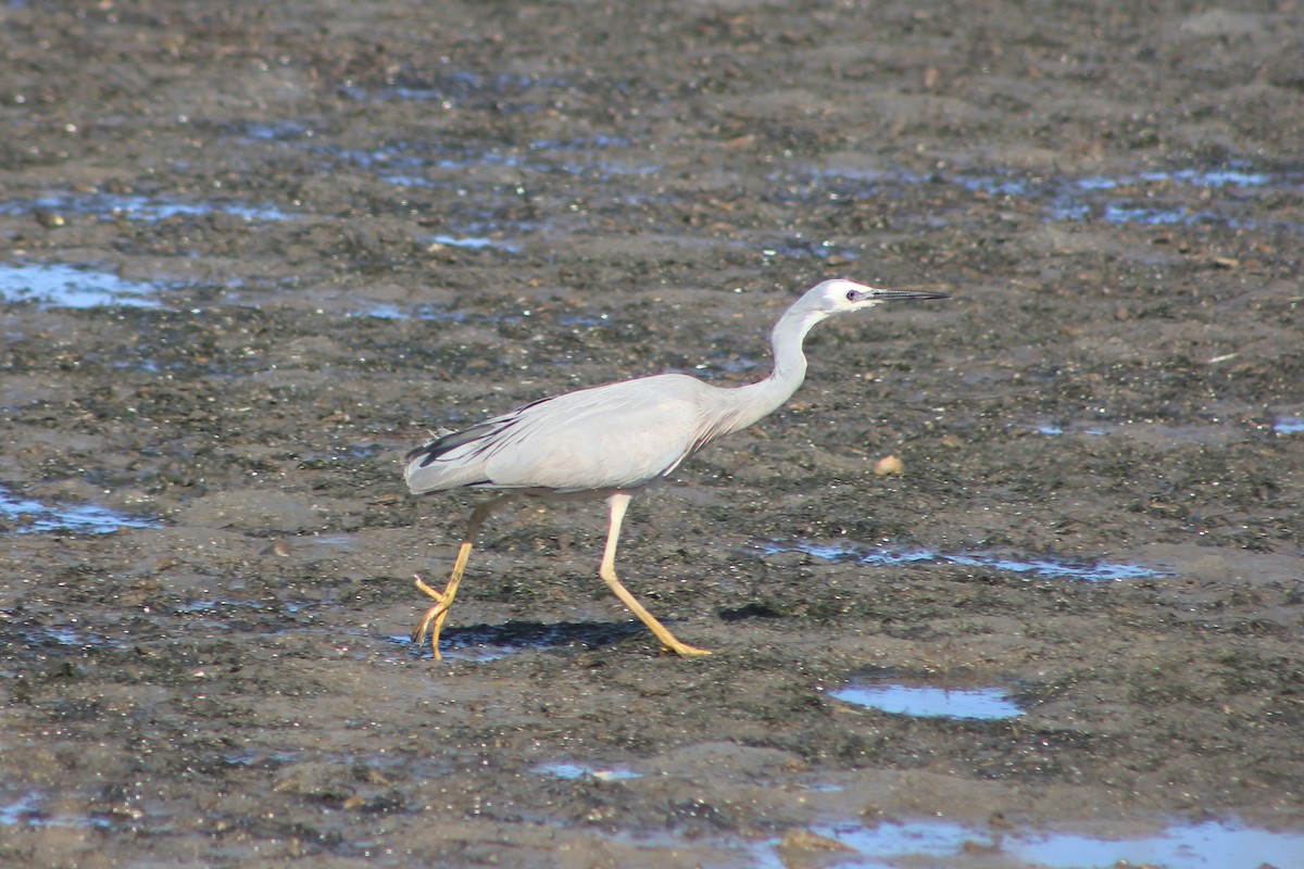 White-faced Heron - ML606763821