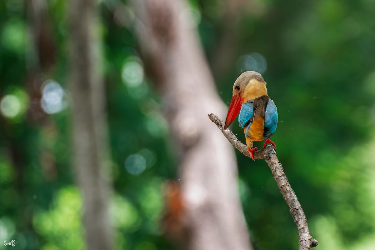 Stork-billed Kingfisher - ML606764151