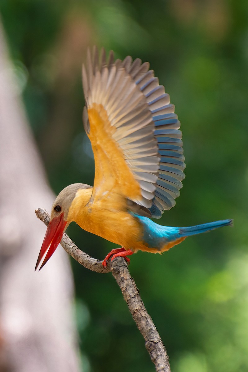 Stork-billed Kingfisher - ML606764161