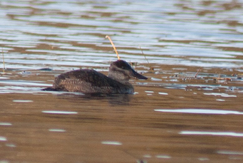 Ruddy Duck - ML606764181