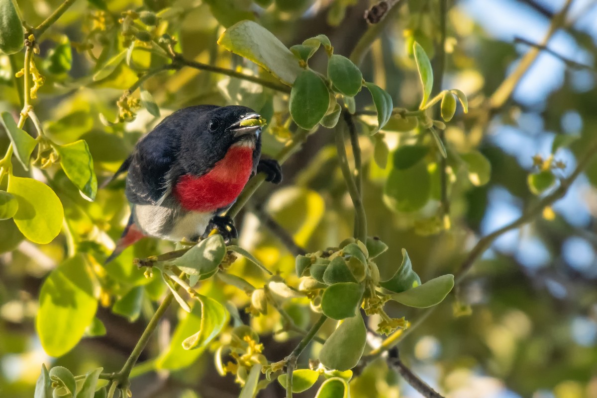 Mistletoebird - ML606764271