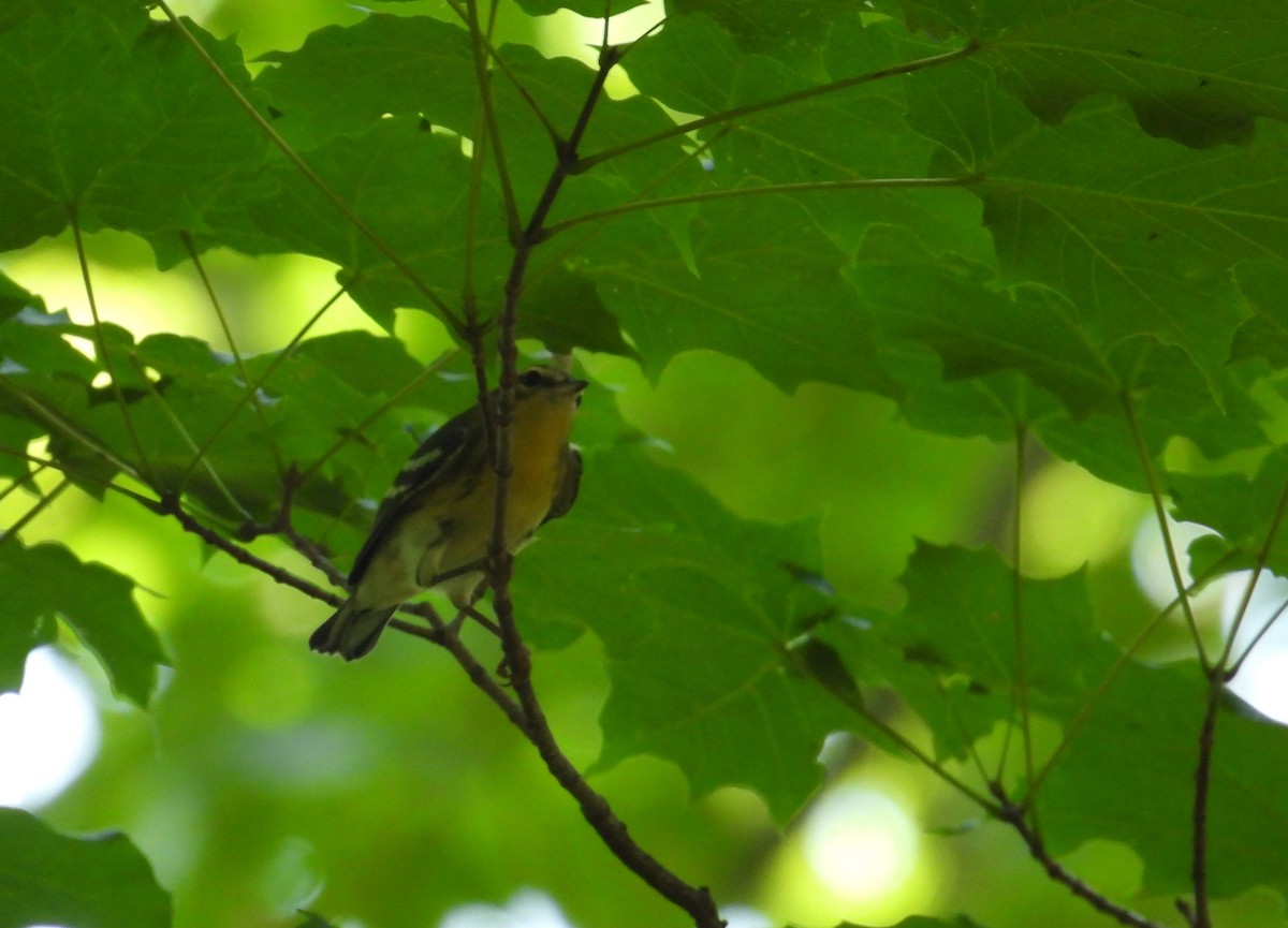 Blackburnian Warbler - ML606764911