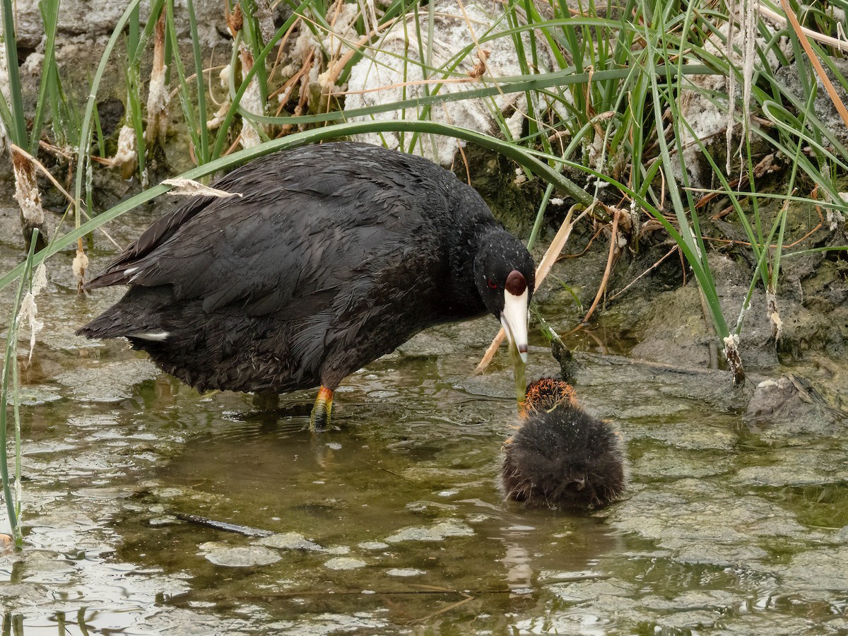 American Coot (Red-shielded) - ML606765481