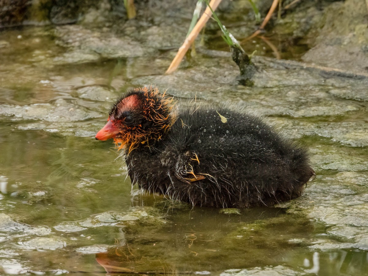 American Coot (Red-shielded) - ML606765491