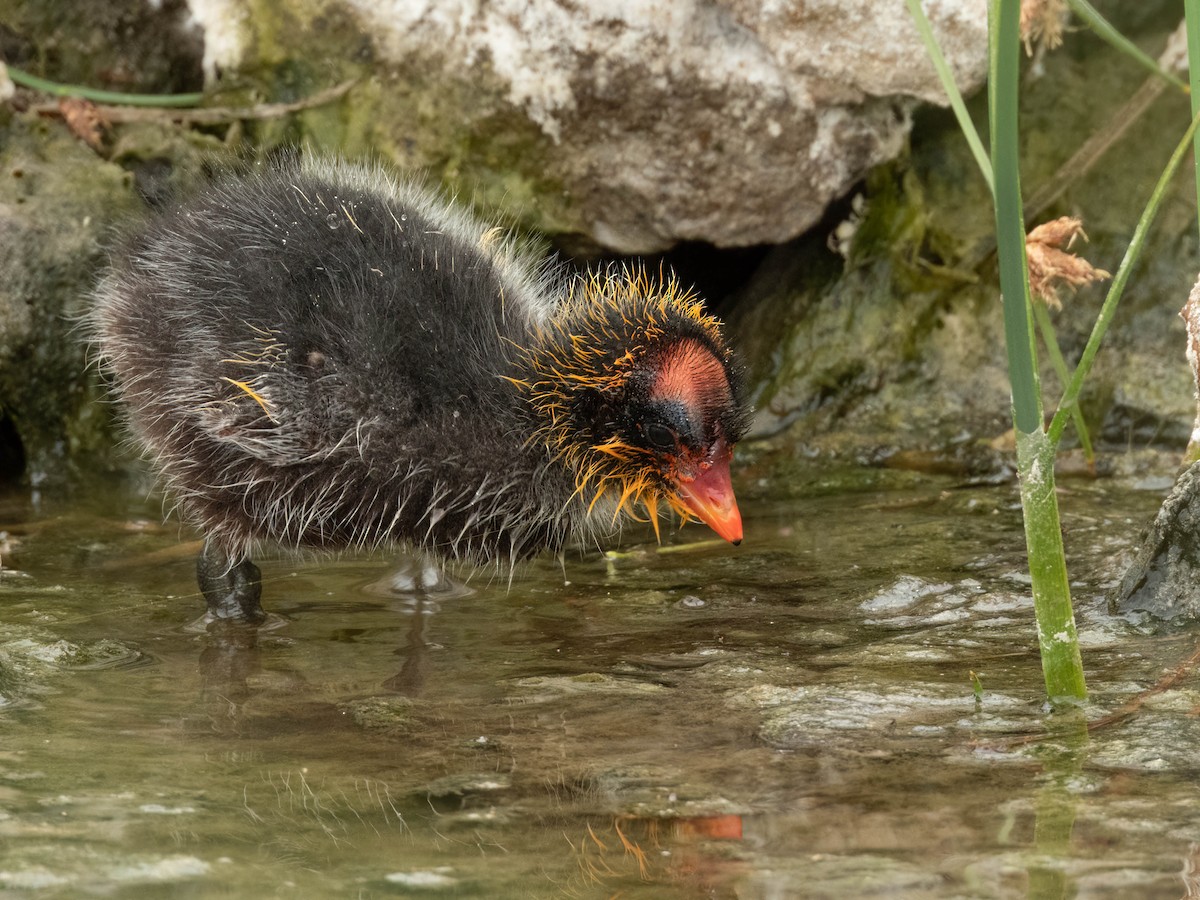 American Coot (Red-shielded) - ML606765501