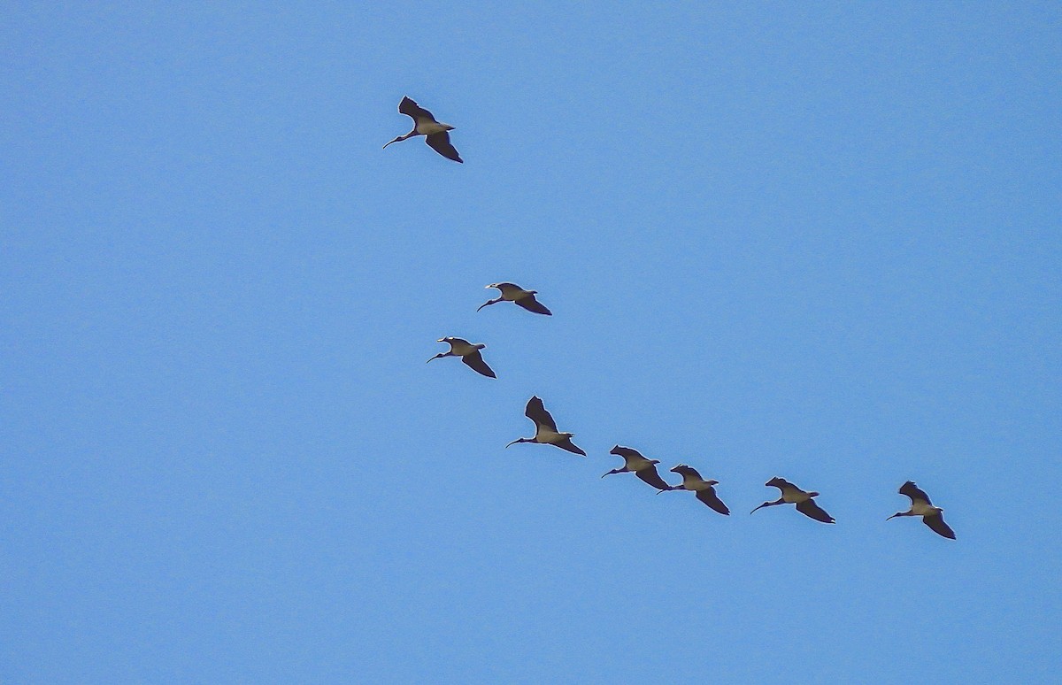 Straw-necked Ibis - ML606765641