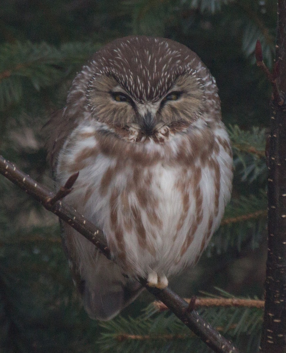 Northern Saw-whet Owl - ML606766941