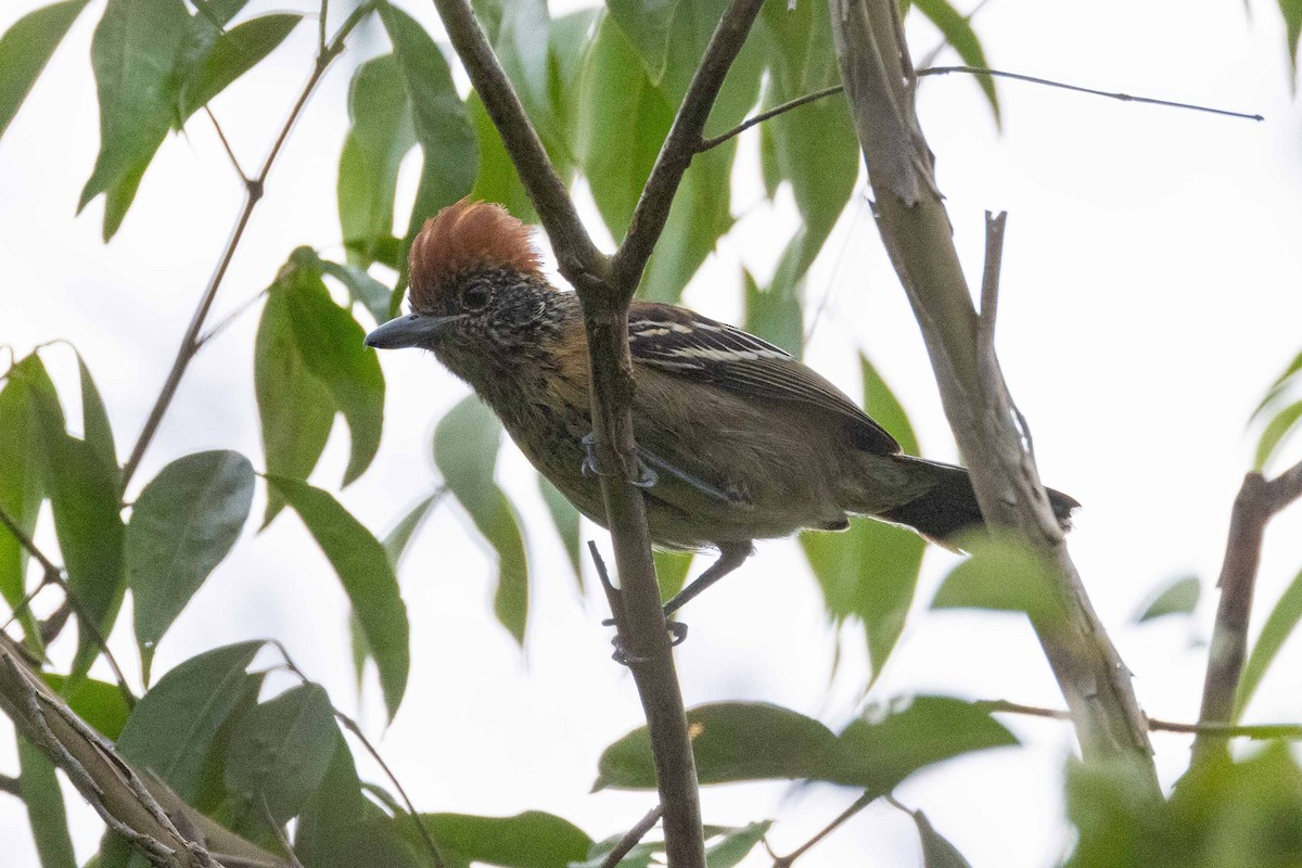 Black-crested Antshrike - Eric VanderWerf