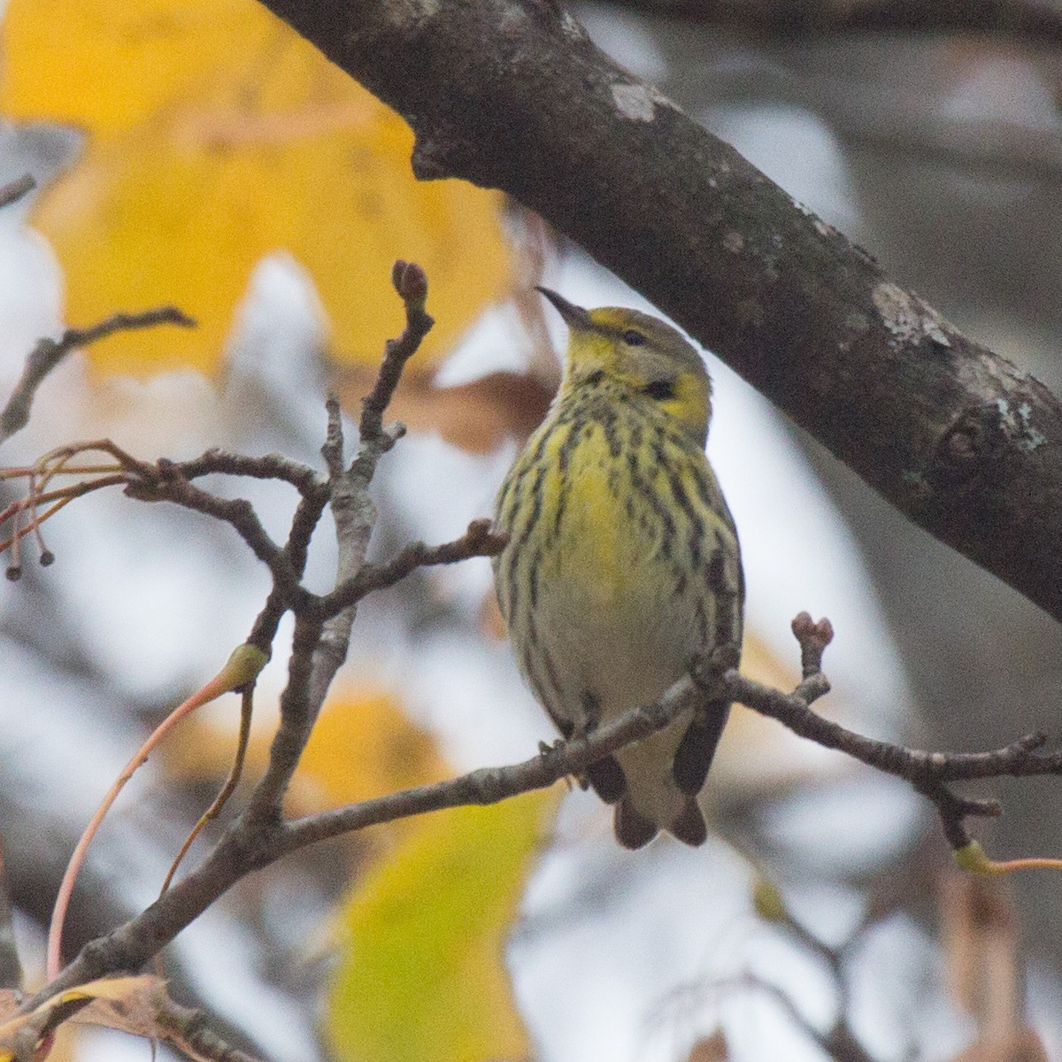 Cape May Warbler - ML606767291