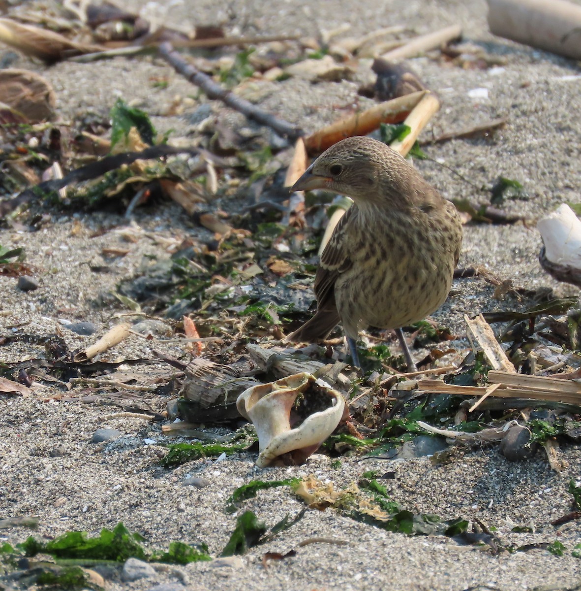 Brown-headed Cowbird - ML606768331