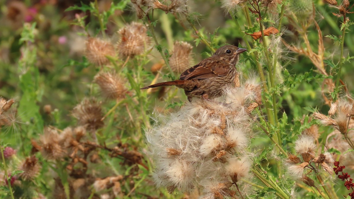 Song Sparrow - ML606768411